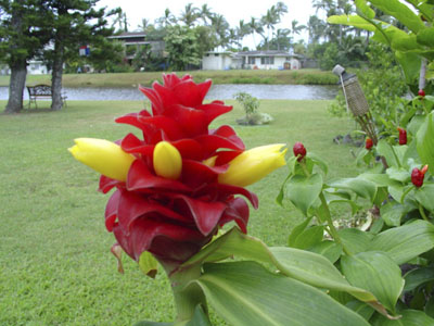 canal flower